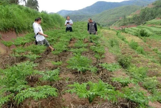 图片[4]-冷门暴利适合农村的种植项目：种植十亩一年可以收入十几万，亩产6000斤，种植成本3000元-阿志说钱