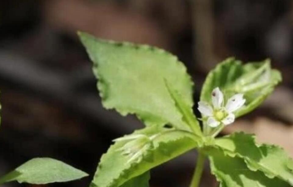 图片[2]-农村冷门暴利种植生意：种植几亩轻松年赚30万，市场需求大，不愁销路！-阿志说钱