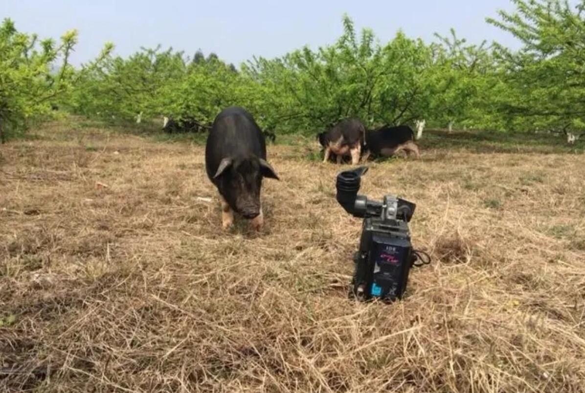 图片[1]-农村风险较低的暴利养殖项目：投资小、回报大，没什么场地要求，养了能就能赚，轻松年赚100万！-阿志说钱