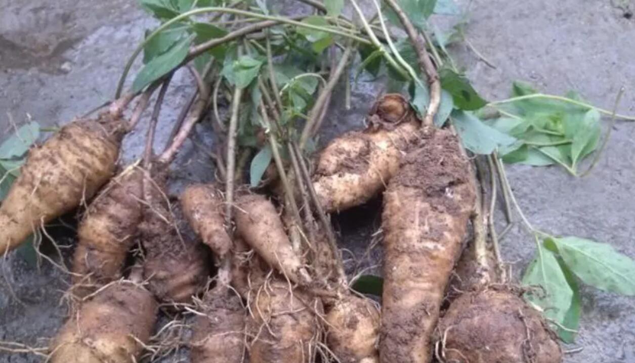 农村冷门暴利种植生意：种植几亩轻松年赚30万，市场需求大，不愁销路！-阿志说钱