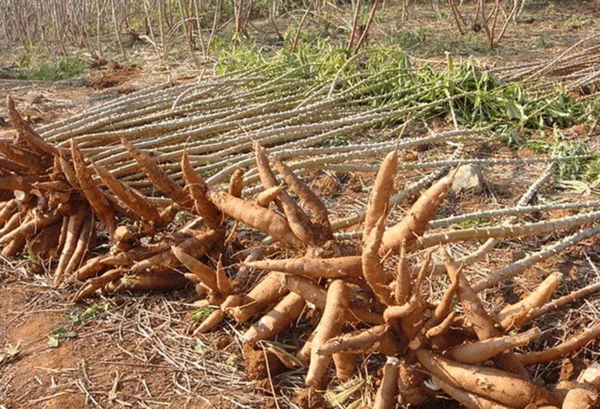 农村冷门高利润种植项目，每亩产量9500斤，单价高达11元，种一次可多次收割！-阿志说钱